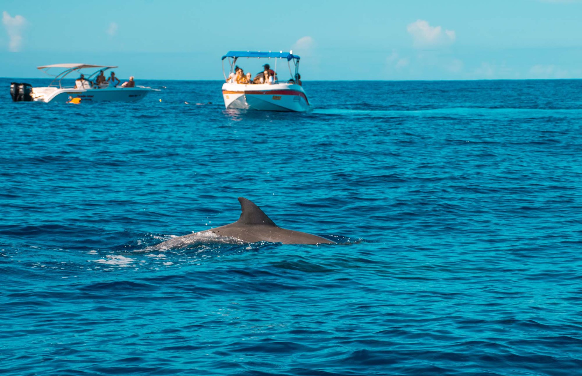 swim with dolphin trip